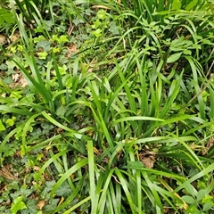 Iris pseudacorus at Barton, ACT - 8 Oct 2024 10:12 AM