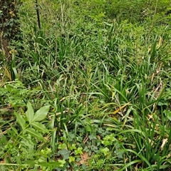 Iris pseudacorus at Barton, ACT - 8 Oct 2024