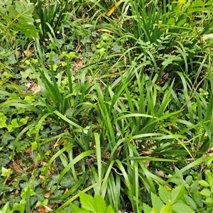 Iris pseudacorus at Barton, ACT - 8 Oct 2024