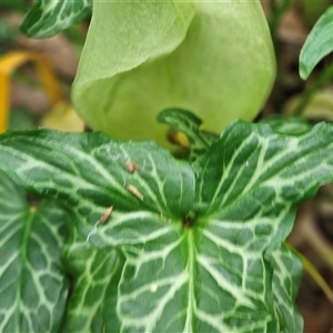 Arum italicum at Barton, ACT - 8 Oct 2024