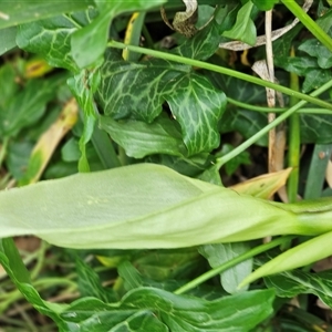 Arum italicum at Barton, ACT - 8 Oct 2024