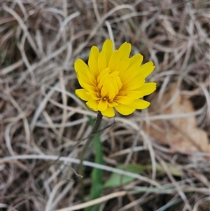 Microseris walteri at Barton, ACT - 8 Oct 2024