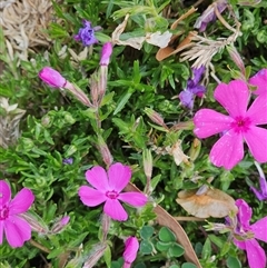 Silene sp. (genus) (Catchfly, Campion, Sweet William) at Barton, ACT - 7 Oct 2024 by Jiggy