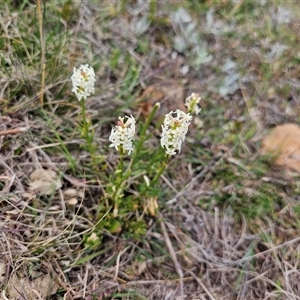 Stackhousia monogyna at Fyshwick, ACT - 8 Oct 2024