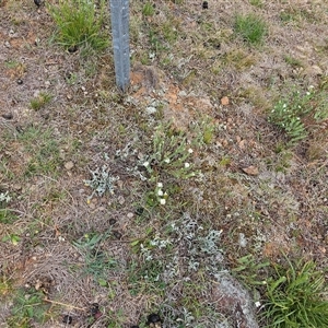 Stackhousia monogyna at Fyshwick, ACT - 8 Oct 2024 12:19 PM