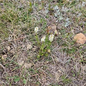 Stackhousia monogyna at Fyshwick, ACT - 8 Oct 2024 12:19 PM