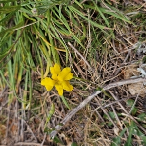 Goodenia pinnatifida at Fyshwick, ACT - 8 Oct 2024