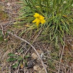 Goodenia pinnatifida at Fyshwick, ACT - 8 Oct 2024