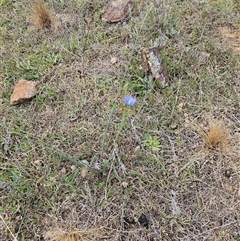 Linum marginale at Fyshwick, ACT - 8 Oct 2024