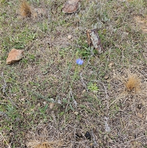 Linum marginale at Fyshwick, ACT - 8 Oct 2024