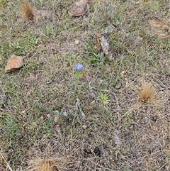 Linum marginale at Fyshwick, ACT - 8 Oct 2024 12:25 PM