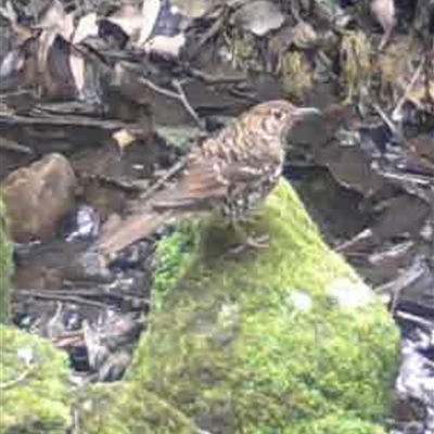 Zoothera lunulata (Bassian Thrush) at Kangaroo Valley, NSW - 6 Oct 2024 by lbradley