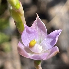 Thelymitra sp. at Ulladulla, NSW - 6 Oct 2024 by Clarel