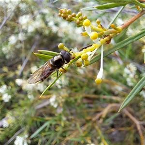 Simosyrphus grandicornis at Watson, ACT - 8 Oct 2024 11:23 AM