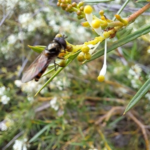 Simosyrphus grandicornis at Watson, ACT - 8 Oct 2024 11:23 AM