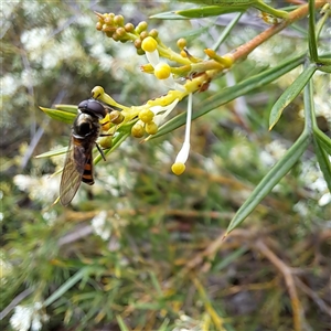 Simosyrphus grandicornis at Watson, ACT - 8 Oct 2024 11:23 AM