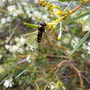 Simosyrphus grandicornis at Watson, ACT - 8 Oct 2024 11:23 AM