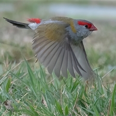 Neochmia temporalis (Red-browed Finch) at Googong, NSW - 5 Oct 2024 by WHall