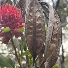 Telopea speciosissima (NSW Waratah) at Comberton, NSW - 7 Oct 2024 by Clarel