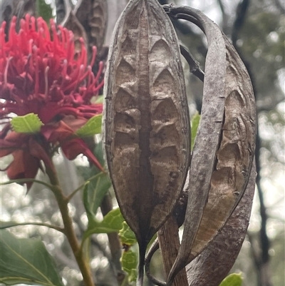 Telopea speciosissima (NSW Waratah) at Comberton, NSW - 7 Oct 2024 by Clarel