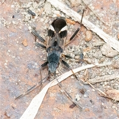 Dieuches sp. (genus) (Black and White Seed Bug) at Googong, NSW - 6 Oct 2024 by WHall