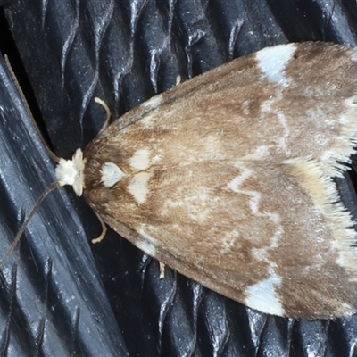 Halone pteridaula (a Lichen moth) at Bulli, NSW - 4 Oct 2024 by jb2602