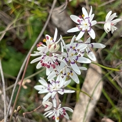 Wurmbea dioica subsp. dioica (Early Nancy) at Corrowong, NSW - 7 Oct 2024 by BlackFlat