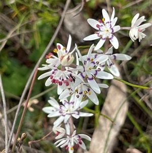 Wurmbea dioica subsp. dioica at Corrowong, NSW - 7 Oct 2024