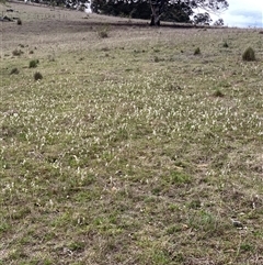 Wurmbea dioica subsp. dioica at Corrowong, NSW - 7 Oct 2024