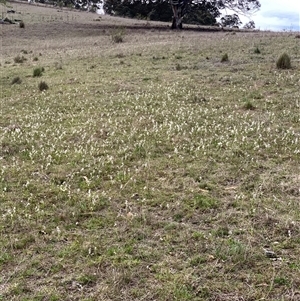 Wurmbea dioica subsp. dioica at Corrowong, NSW - 7 Oct 2024