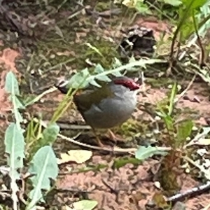 Neochmia temporalis at Greenleigh, NSW - suppressed