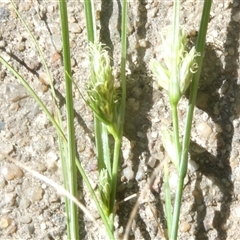 Carex inversa (Knob Sedge) at Belconnen, ACT - 8 Oct 2024 by JohnGiacon