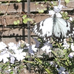 Belenois java (Caper White) at Belconnen, ACT - 8 Oct 2024 by JohnGiacon