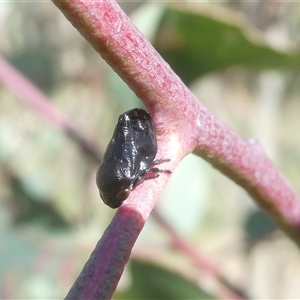 Chaetophyes compacta at Belconnen, ACT - 8 Oct 2024