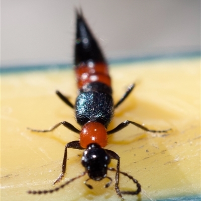 Paederus sp. (genus) (Whiplash rove beetle) at Murrumbateman, NSW - 24 Aug 2024 by amiessmacro