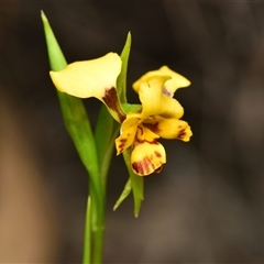 Diuris nigromontana (Black Mountain Leopard Orchid) at Bruce, ACT - 8 Oct 2024 by RobertD