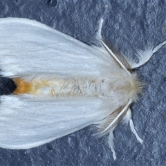 Acyphas chionitis (White Tussock Moth) at Bulli, NSW - 3 Oct 2024 by jb2602