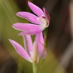 Caladenia carnea at Aranda, ACT - suppressed