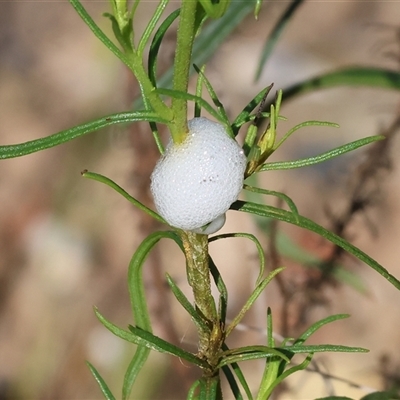 Aphrophorinae (subfamily) (Unidentified spittlebug) at Wodonga, VIC - 4 Oct 2024 by KylieWaldon