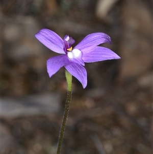 Glossodia major at Aranda, ACT - suppressed