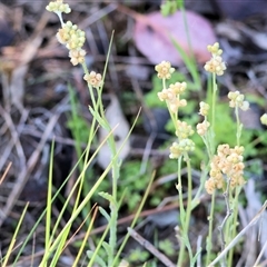 Pseudognaphalium luteoalbum (Jersey Cudweed) at Wodonga, VIC - 4 Oct 2024 by KylieWaldon