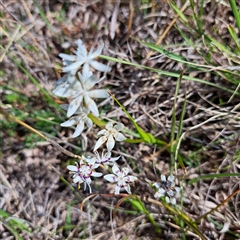 Wurmbea dioica subsp. dioica (Early Nancy) at Watson, ACT - 6 Oct 2024 by abread111