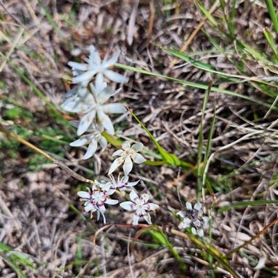 Wurmbea dioica subsp. dioica (Early Nancy) at Watson, ACT - 6 Oct 2024 by abread111