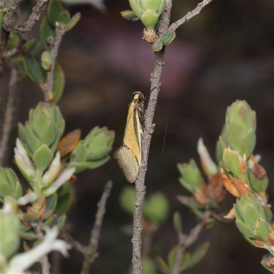 Philobota undescribed species near arabella (A concealer moth) at Aranda, ACT - 8 Oct 2024 by RobertD