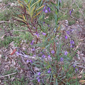 Stypandra glauca at Watson, ACT - 7 Oct 2024 10:41 AM