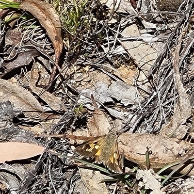 Trapezites phigalia (Heath Ochre) at Bungendore, NSW - 8 Oct 2024 by clarehoneydove