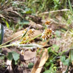 Luzula densiflora (Dense Wood-rush) at Watson, ACT - 7 Oct 2024 by abread111