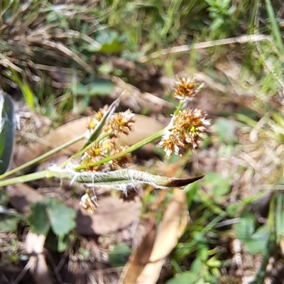 Luzula densiflora (Dense Wood-rush) at Watson, ACT - 7 Oct 2024 by abread111