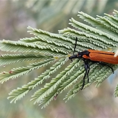 Rhinotia haemoptera (Lycid-mimic belid weevil, Slender Red Weevil) at Bungendore, NSW - 8 Oct 2024 by clarehoneydove