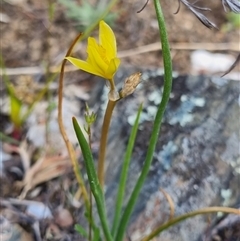 Bulbine bulbosa (Golden Lily, Bulbine Lily) at Bungendore, NSW - 8 Oct 2024 by clarehoneydove